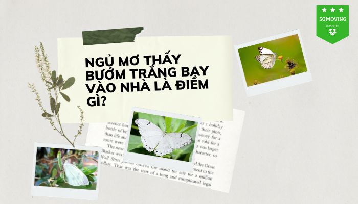 Nằm mơ khi thấy bướm trắng liệu tốt hay xấu