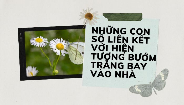 Những con số liên kết với bướm trắng